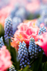 Hyazinthen und Tulpen im Keukenhof