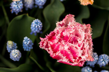 Hyazinthen und Tulpen im Keukenhof