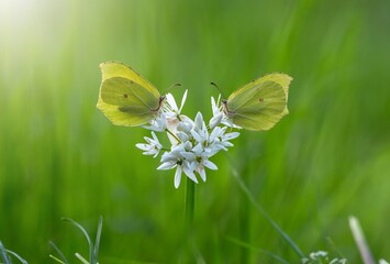 butterfly on the flower