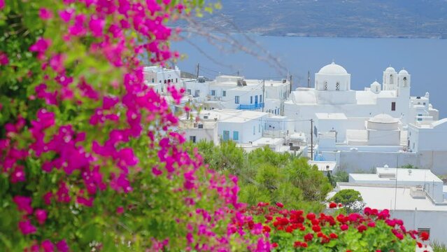 Whitewashed buildings and Churches in the town of Plaka with beautiful bougainvillea flowers in blossom Milos Island, Greece