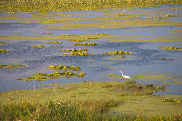 Great white egret wading in lake