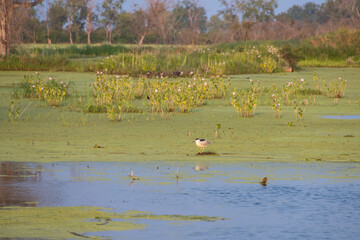 Black-crowned Night-Heron standing in lake
