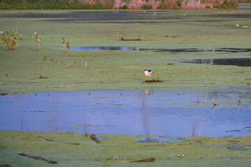 Black-crowned Night-Heron standing in lake