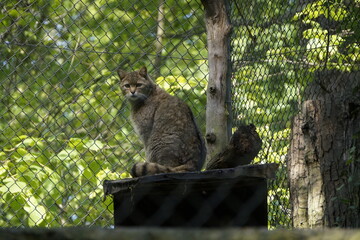 Europäische Wildkatze