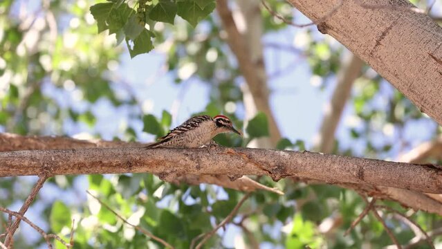 A Ladder backed woodpecker catches an insect from under the bark of a Fremont cottonwood tree and proceeds to bash it around to make sure it's dead. Video at one half speed.  