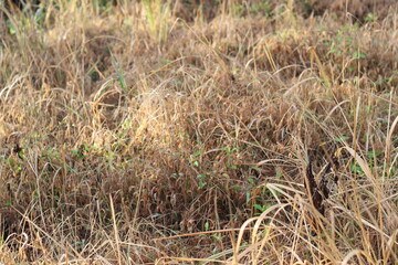 weeds that dry up because of the long drought