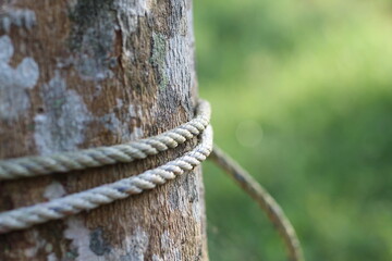 rope that binds the trees in the garden