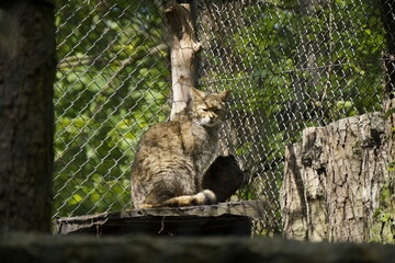 Europäische Wildkatze