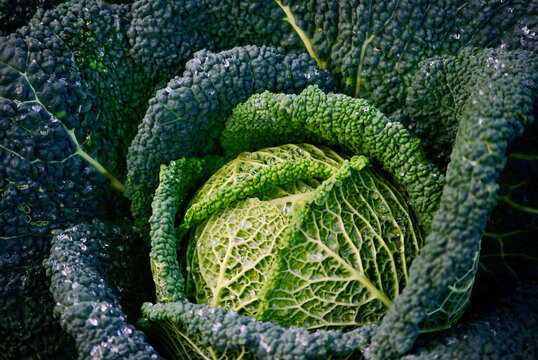 Fresh harvested savoy cabbage in organic farming in Sweden in autumn.