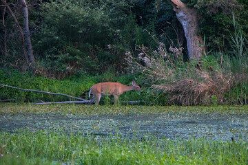 Obraz na płótnie Canvas White-tailed deer in the grass next to lake