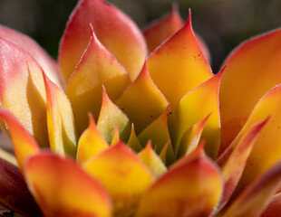 Succulent Sempervivum gold nugget also called house root close-up macro