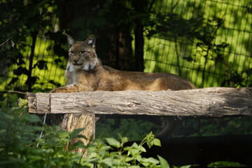 Luchs