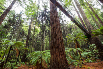 New Zealand forest