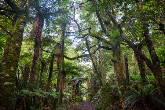 New Zealand forest