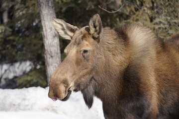 Moose