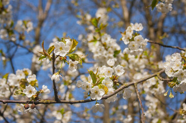 Wallpaper with the first spring flowering cherries. Twigs of a white flowering cherry on a background with the blue sky.