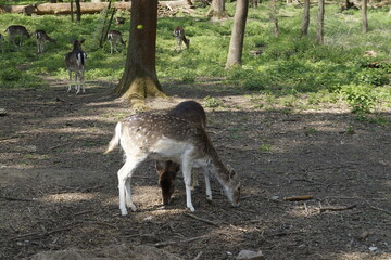Rehwild 