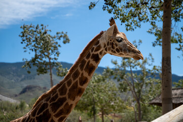 GIraffe head from side