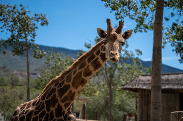 Giraffe head from front