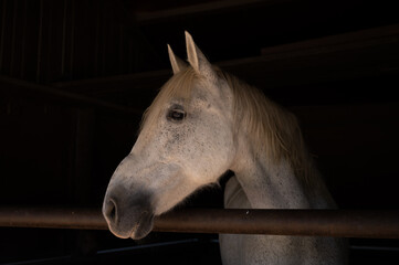 White horse in stable , head shot