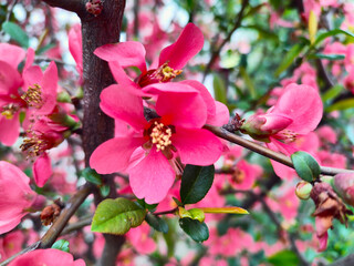 Bright background blooming camellia closeup