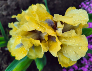 Yellow iris on a background of green leaves close-up