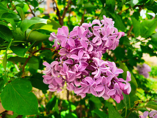 Fototapeta premium Spring mood, blooming lilac bright background