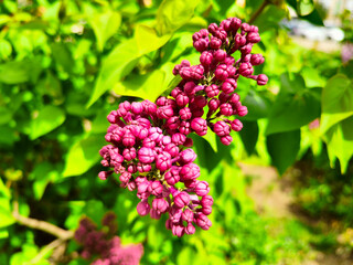 Spring mood, blooming lilac bright background