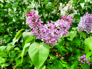 Spring mood, blooming lilac bright background