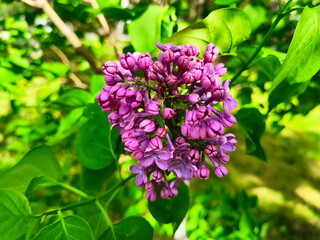 Spring mood, blooming lilac bright background