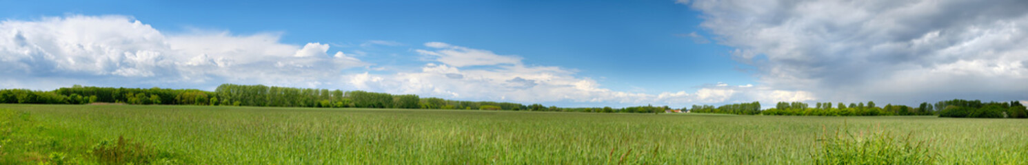 Banner with barley field in Spring with forest far away and blue sky with clouds. Panoramic composition in light green and blue colors. Germany, countryside in Brandenburg North from Berlin.