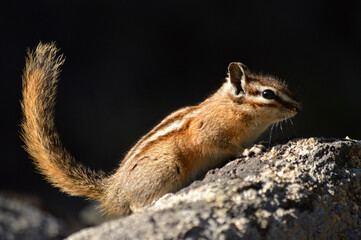 chipmunk posed on a rock