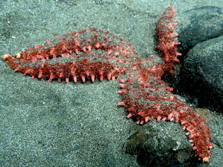 Costa Rica Pacific sea life