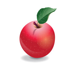 Apple vector illustration