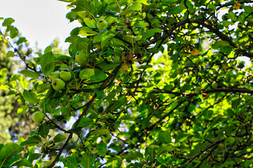 Gr&uuml;ne &Auml;pfel auf einem Apfelbaum 