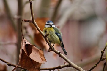Herrerillo común (Cyanistes caeruleus) en una rama de platanero