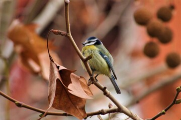 Herrerillo común (Cyanistes caeruleus) en una rama de platanero