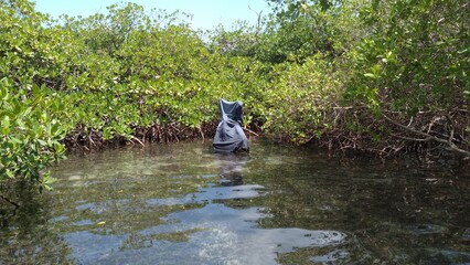 crystal clear water, mangrove, ocean