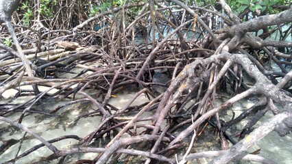 trees between crystal clear water of the sea, mangrove