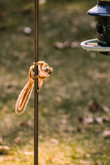 chipmunk raiding the bird feeder