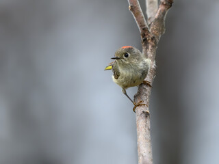 Ruby-crowned Kinglet Perched on Tree Branch in Spring on Gray Background
