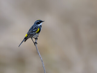 Yellow-rumped Warbler perched on stick in spring on light brown background