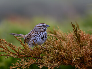 Song Sparrow perched on evergreen in spring, closeup portrait