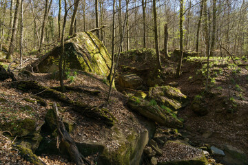 mossy rock on the ground in beech forest in early spring time, Mullerthal, Luxembourg