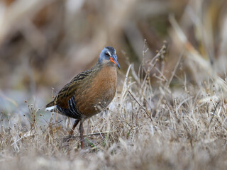 Virginia Rail  Closeup Portrait in Spring