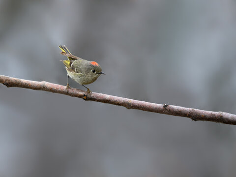 Ruby-crowned Kinglet Perched on Tree Branch in Spring on Gray Background