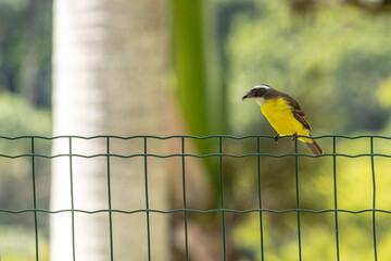 bird in the city of Cordisburgo, State of Minas Gerais, Brazil