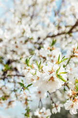 Background of almond blossoms tree and sky. Cherry tree with tender flowers. Amazing beginning of spring. Selective focus. Flowers concept.