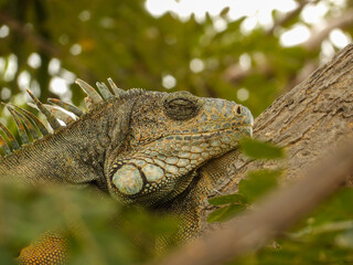 Obraz premium iguana on tree