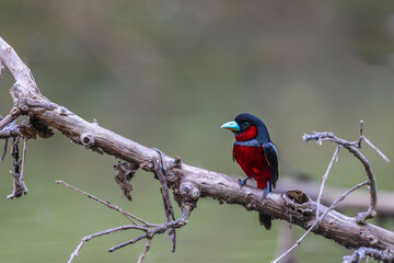 A silver-breasted broad-billed bird intertwines a branch to make a nest in nature.